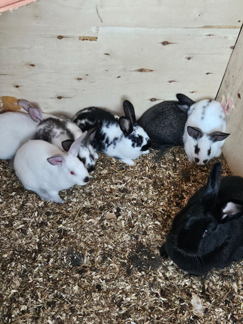 Newzealand baby rabbits for sale