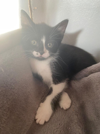 2 beautiful kittens ready to go