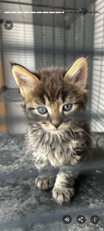 Mainecoon x bengal kittens