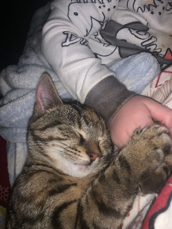 7/8 month old girl kitten