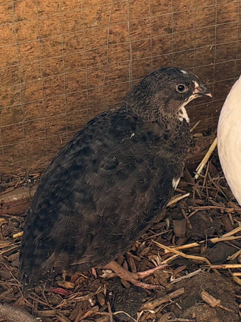 Black and white male coturnix quail