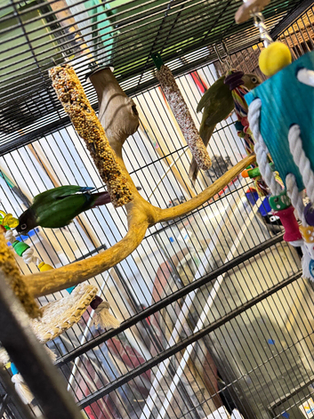 Conures for sale