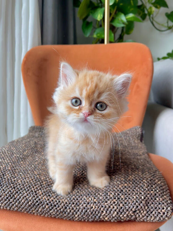Two beautiful Persian kittens