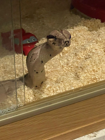 I have 2 boas for sale