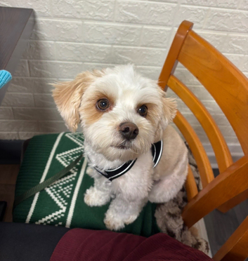 Beiwer/yorkie for stud (health tested)