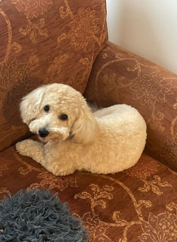 Cavapoo 9 month