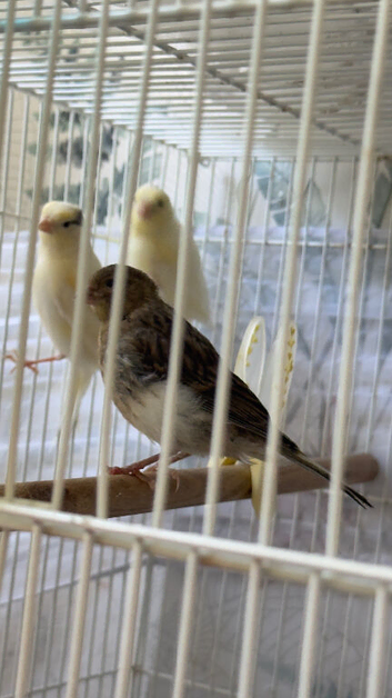 Canary
