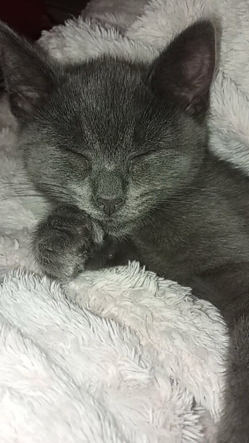 Nila