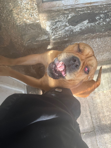 Looking to rehome my to sisters together only