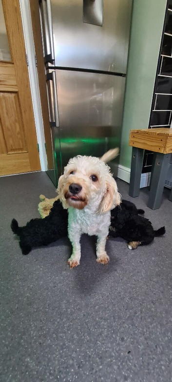 Tiny fluffy jackapoo pups