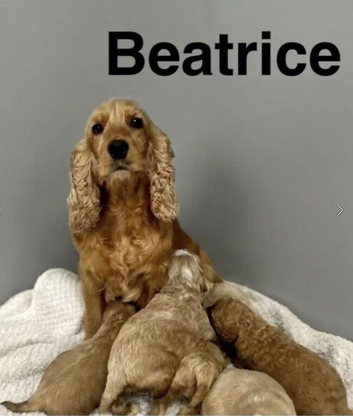 Beatrice litter of apricot cockapoo girls and boys