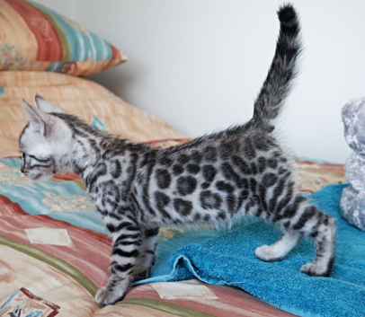 Superb Quality Bengal Kittens