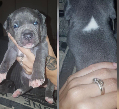 Blue Staffordshire bull terrier puppies
