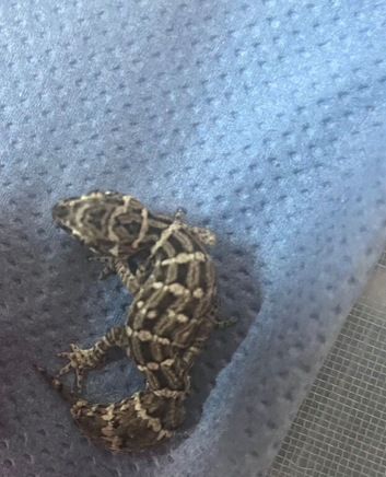 Bynoe geckosx2 male viper geckox1