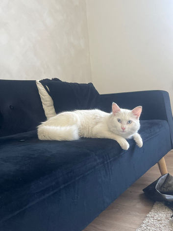Turkish angora male 9 months