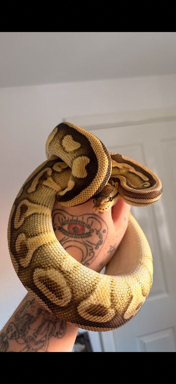 Beautiful CB23 Super Patel Mojave Het Clown female.