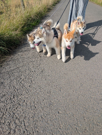 2 males left KC Reg Alaskan Malamute Puppies