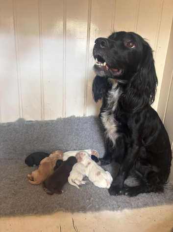 Beautiful Litter of Working Cocker Spaniels