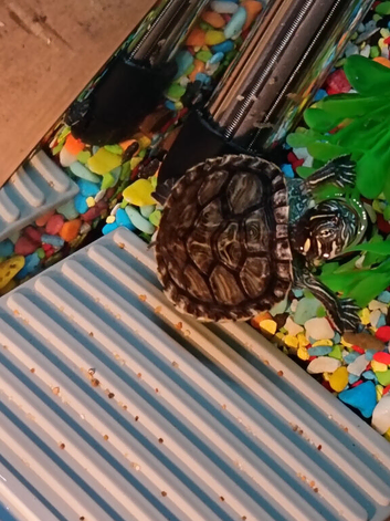 2 baby terrapins with full setup