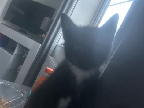 12 week kitten
