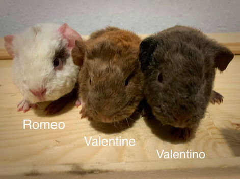 Beautiful Baby teddy Guinea pigs