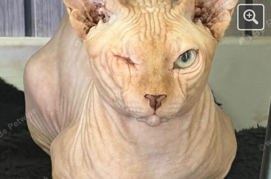 Gorgeous Ginger One-Eyed Sphynx Cat - Unique & Loving