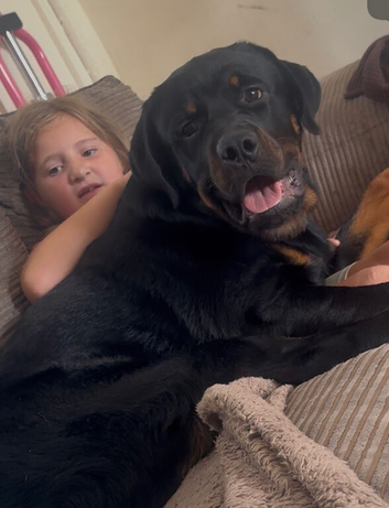 Male Rottweiler