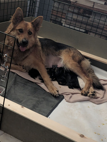2 female left out of litter of 8 German shepherd