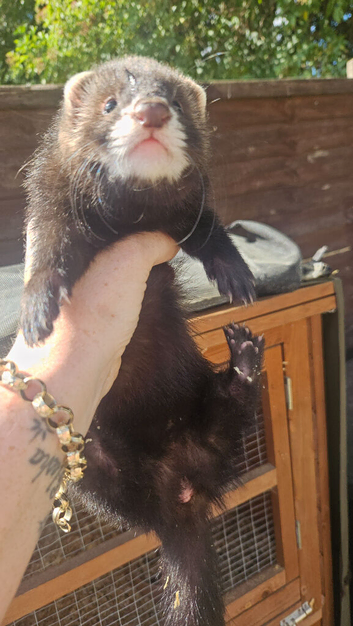 9 week old &frac12; eu Jill ferrets
