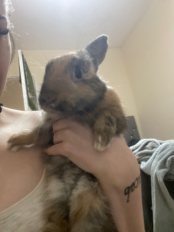 2 rabbits