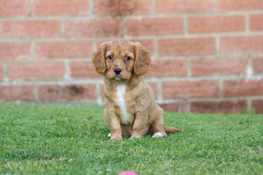 Beautiful Cockerlierpoo puppies for sale