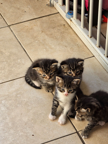 Gorgeous kittens. Boys & Girls.