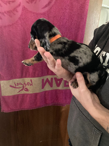 Dachshund puppies