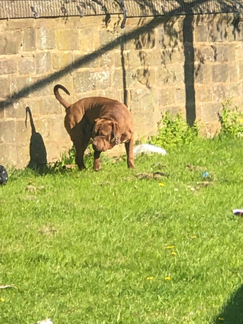 I&rsquo;m selling bull, mastiff dog