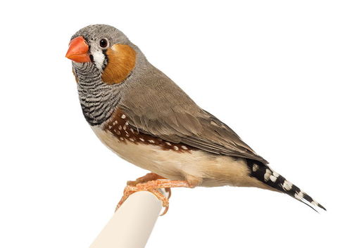 5x zebra finch