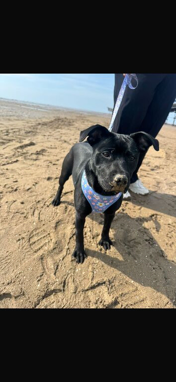 Coco looking for her forever home