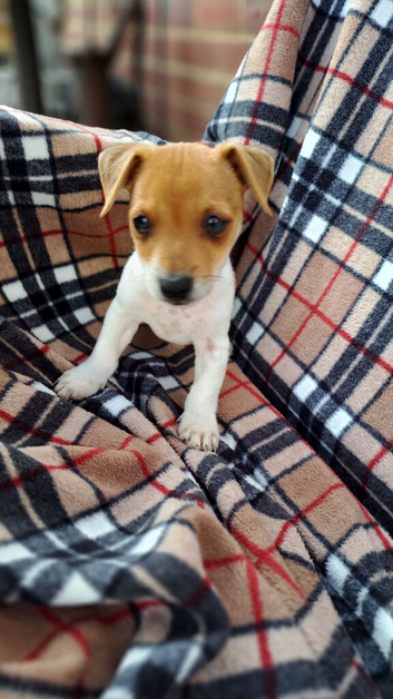 jack russell puppies