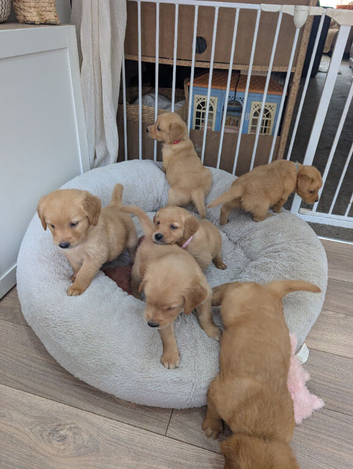 Beautiful KC registered Golden Retriever puppies