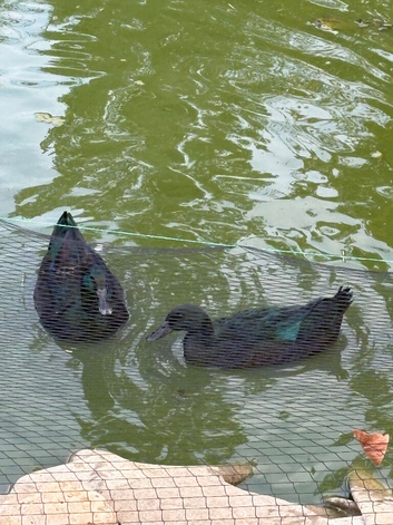 Cayuga breeding pair