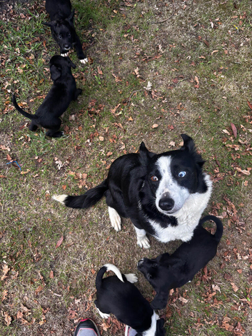 1 male sprollie puppy left seeking new homes