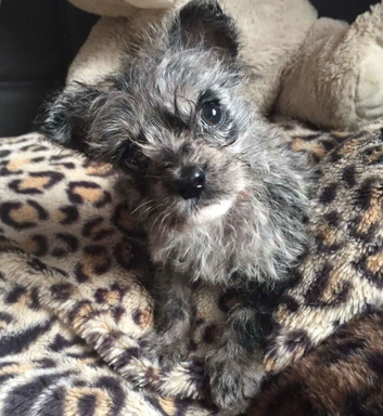 Toy poodle cross French bull dog girl