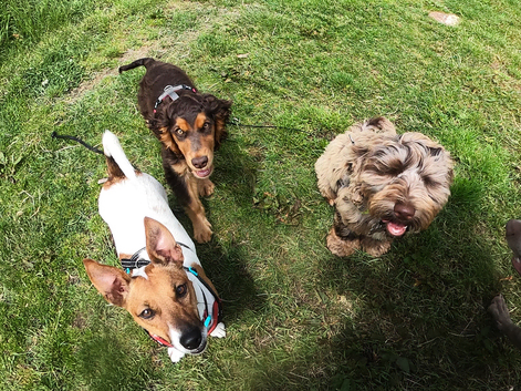 Pawtastic Walkies (Dog walking & pet services)