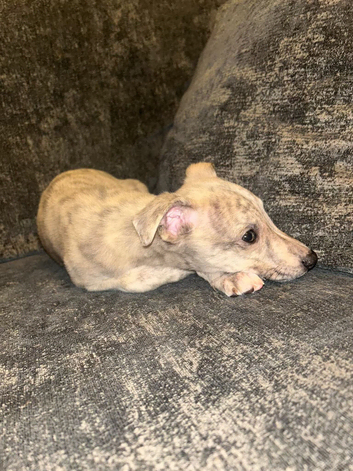 Exceptional litter of KC registered whippet puppies