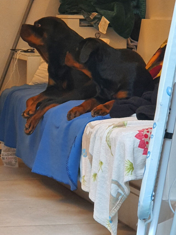 Male Rottweiler puppy