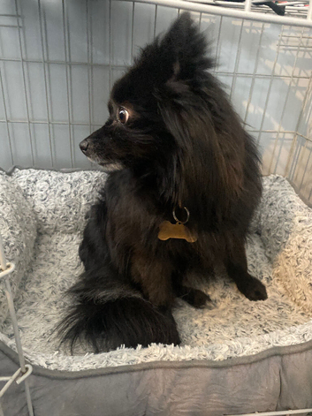 Small Pomeranian