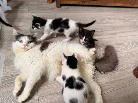 3 of 5 beautiful kittens remaining, ready to go now