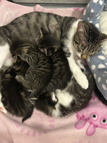 Beautiful Tabby Kittens for sale