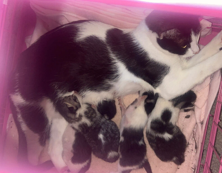 3 beautiful babies