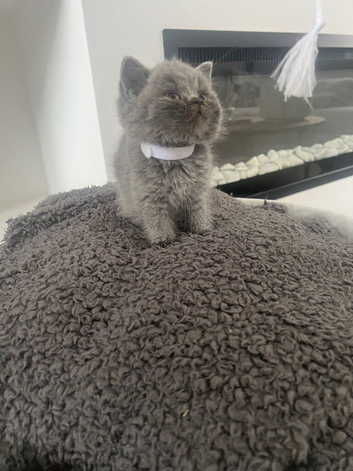 British short hair kittens (Ready now)