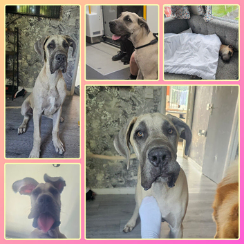 Great dane ( stud )